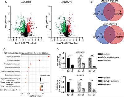 DPP4 Regulates DHCR24-Mediated Cholesterol Biosynthesis to Promote Methotrexate Resistance in Gestational Trophoblastic Neoplastic Cells